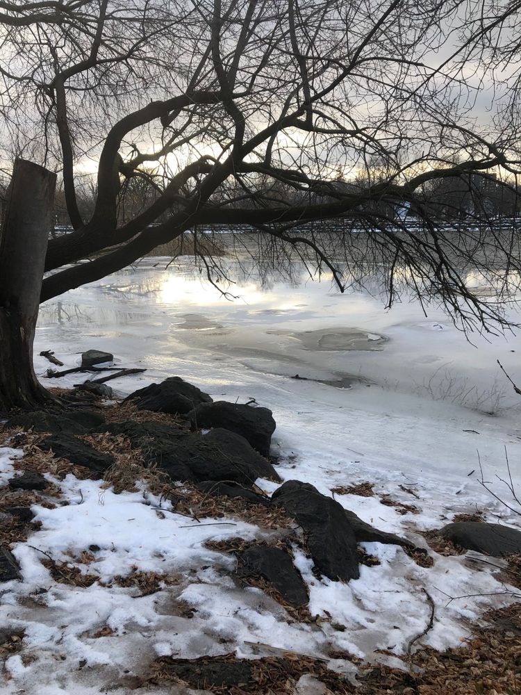 Dark, bare-branched tree leaning over a thawing river reflecting dim, pale afternoon sun. 