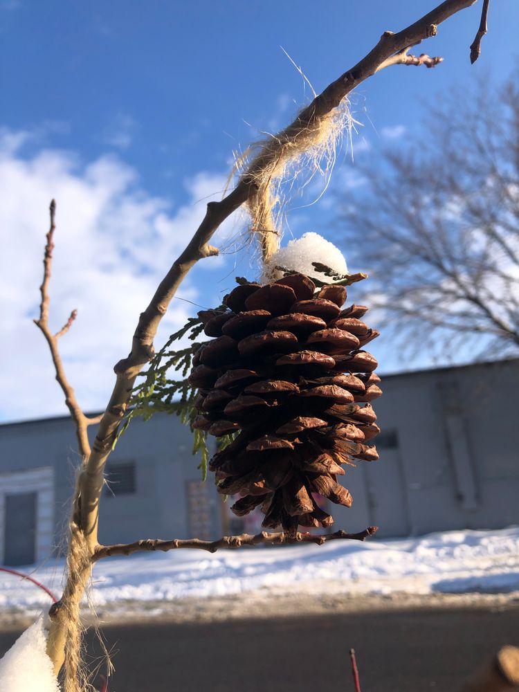 Close up on a pinecone ornament dangling from a bare branch on a bright sunny day against a snowy background. 