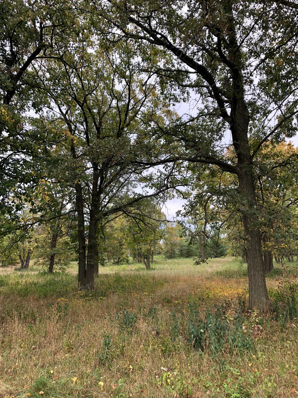 a grassy meadow turning from green to gold, studded with tall trees; 2 of them frame the image like a gate into autumn