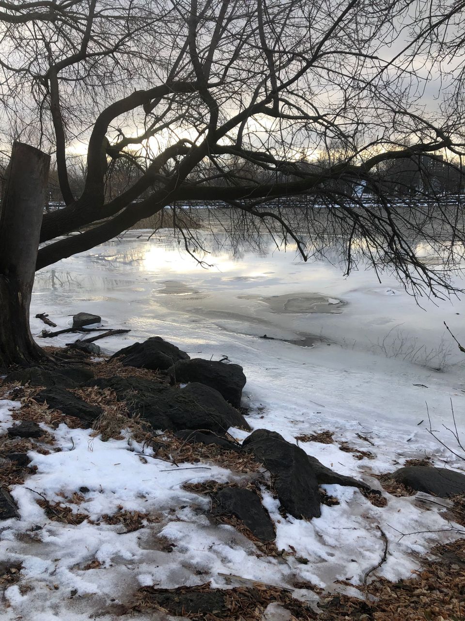 Dark, bare-branched tree leaning over a thawing river reflecting dim, pale afternoon sun.