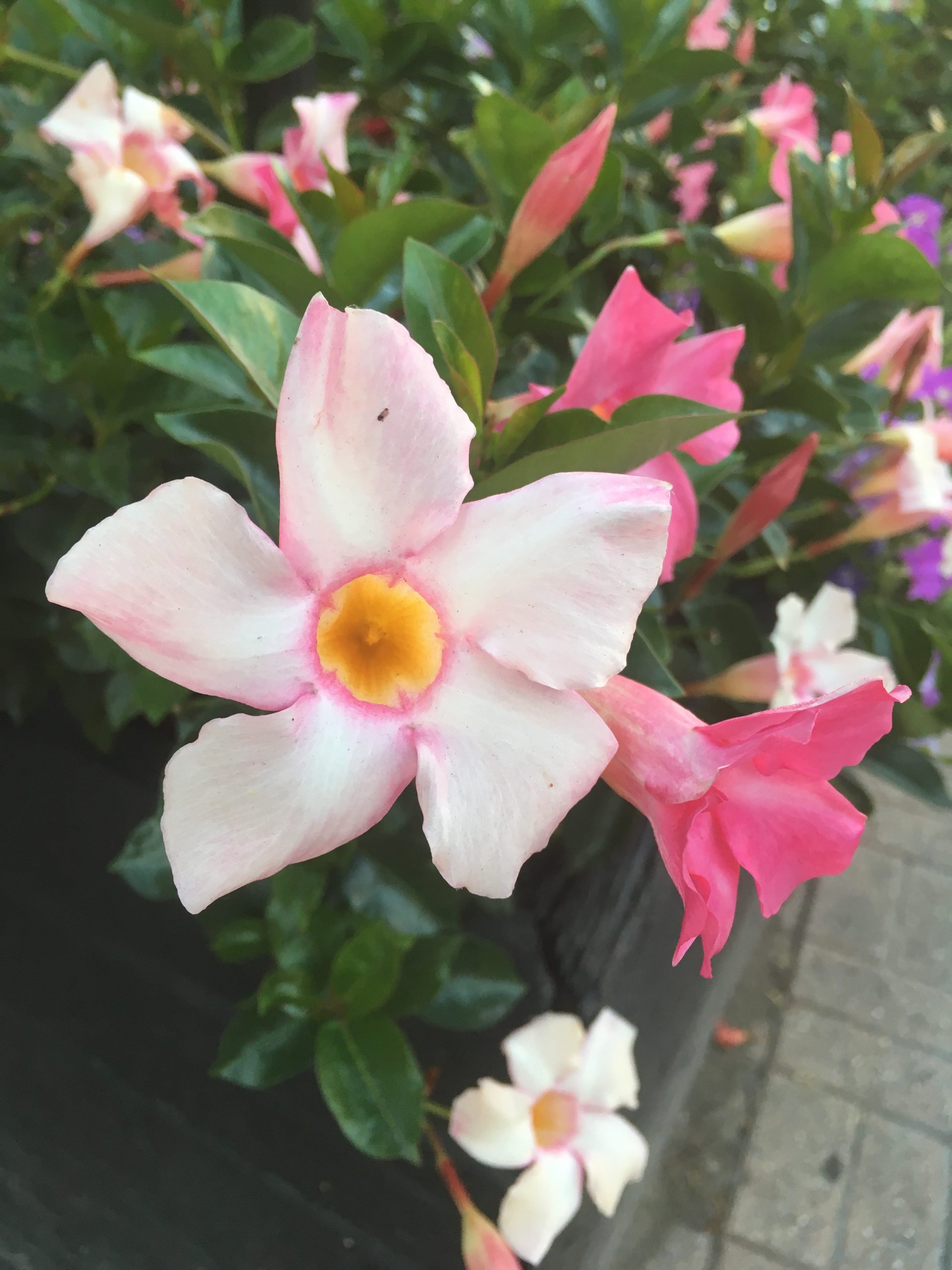 Yesterday, in Flowers